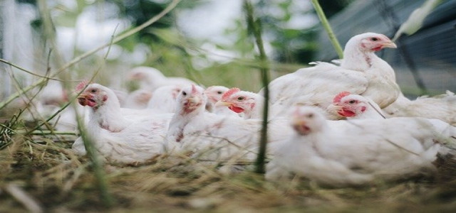 Fresh cases of bird flu found in chicken flocks in Utah, Pennsylvania 