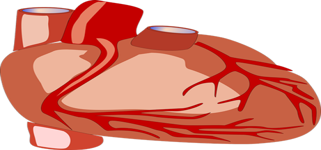 Novartis announces result from Phase 3 PARAGON-HF trial in HFpEF